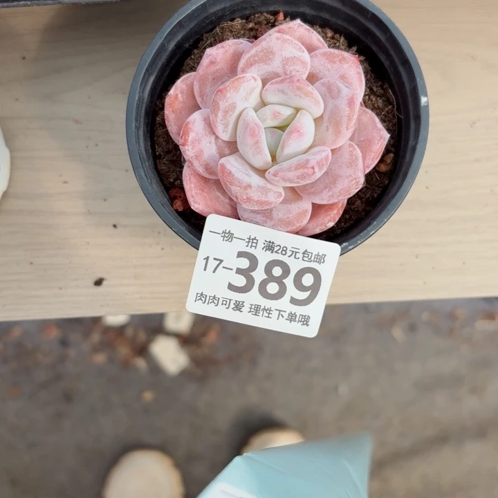 胖雪橙无盆土发货多肉多