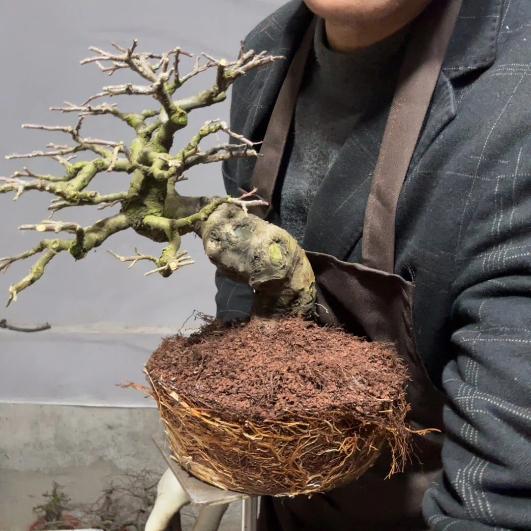 无***夜云南昭通红花平枝栒子红花