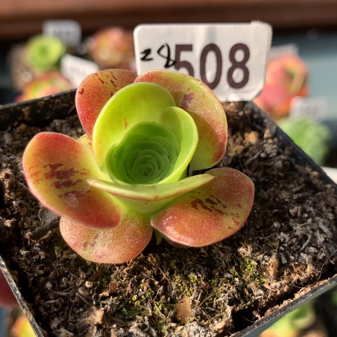 山地玫瑰烈火小苗508