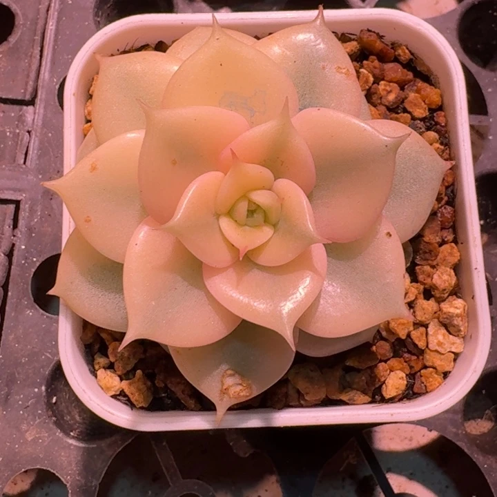 贝加尔湖一物一拍