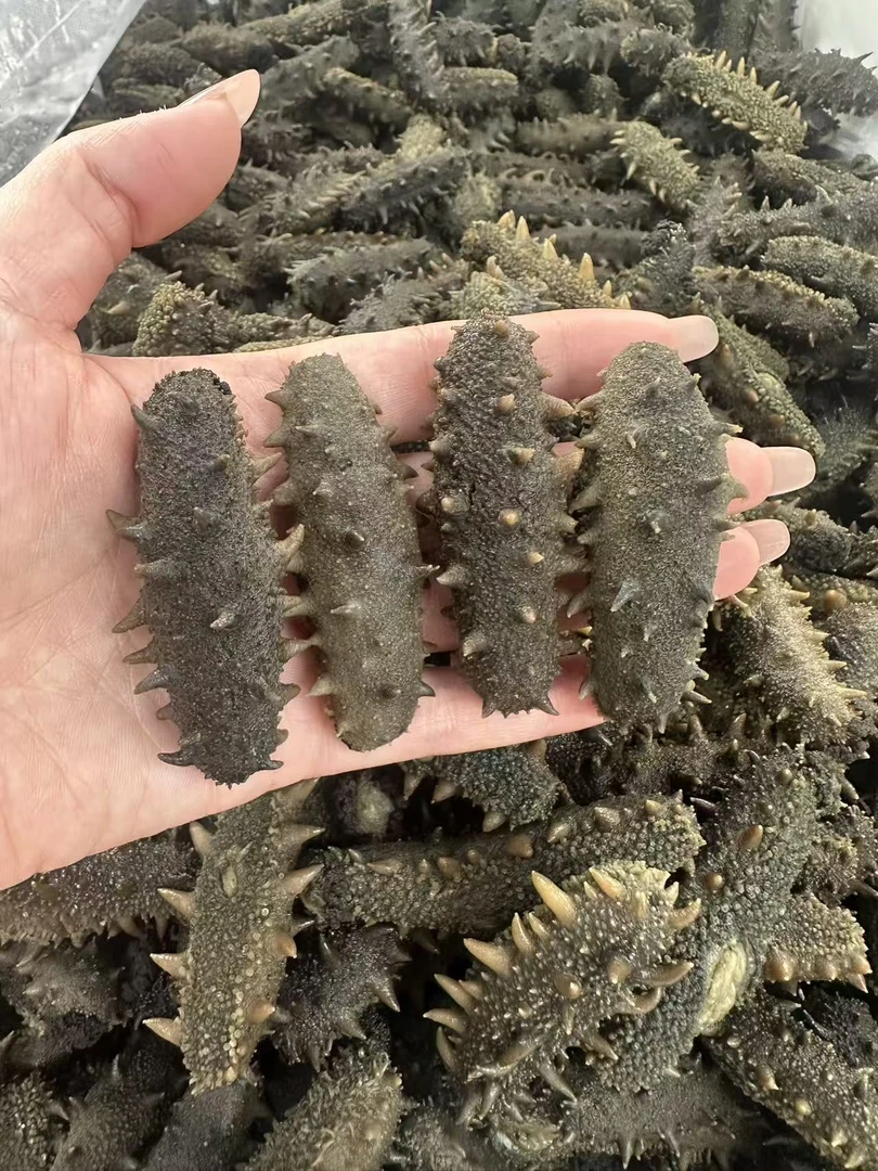 真围堰  大连瓦房店拉缸盐海参  40头左右/斤 500g