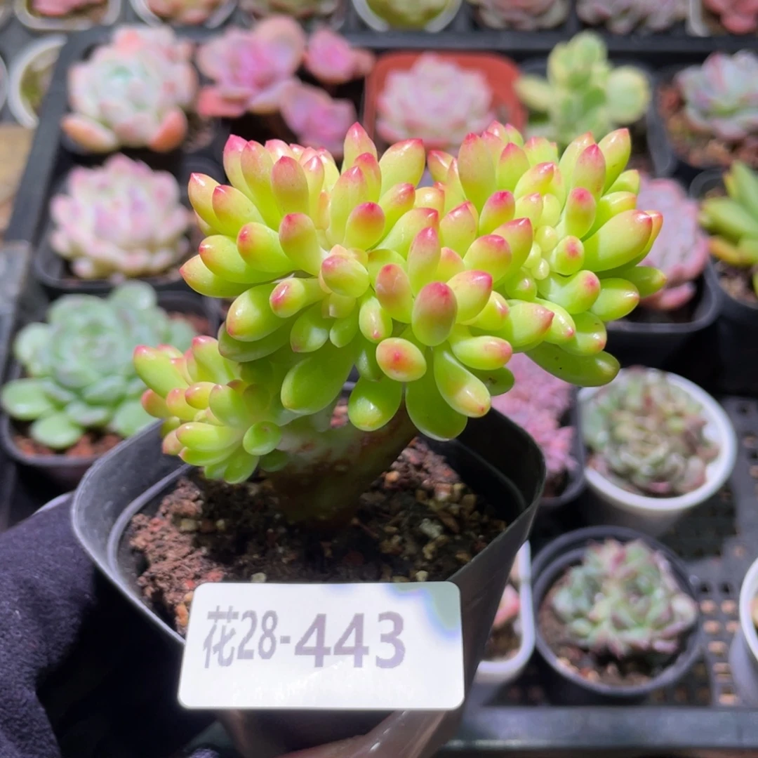 花利美28-443青松缀化