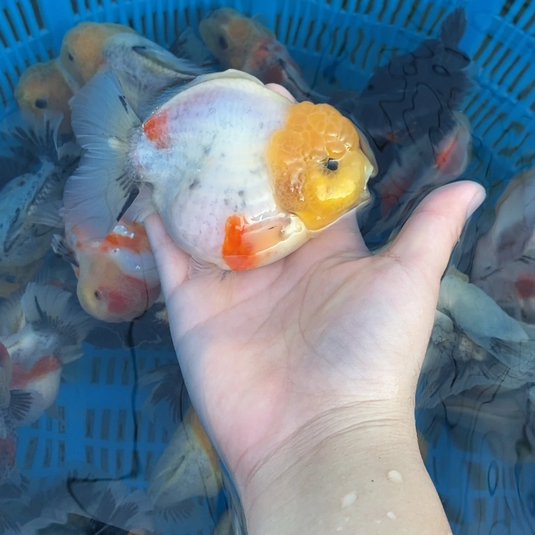 海水鱼蜜蜡头短尾狮将军