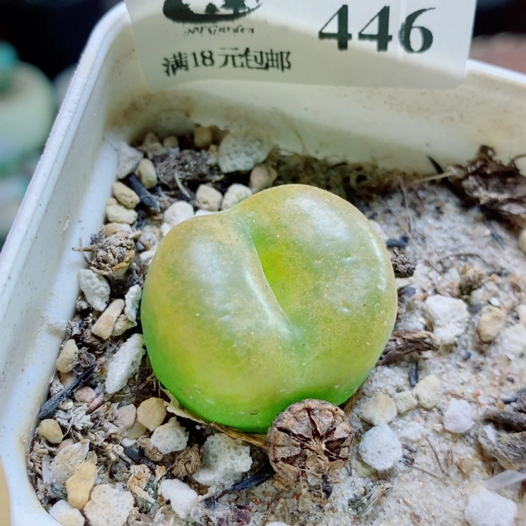 生石花花花花花花花花446
