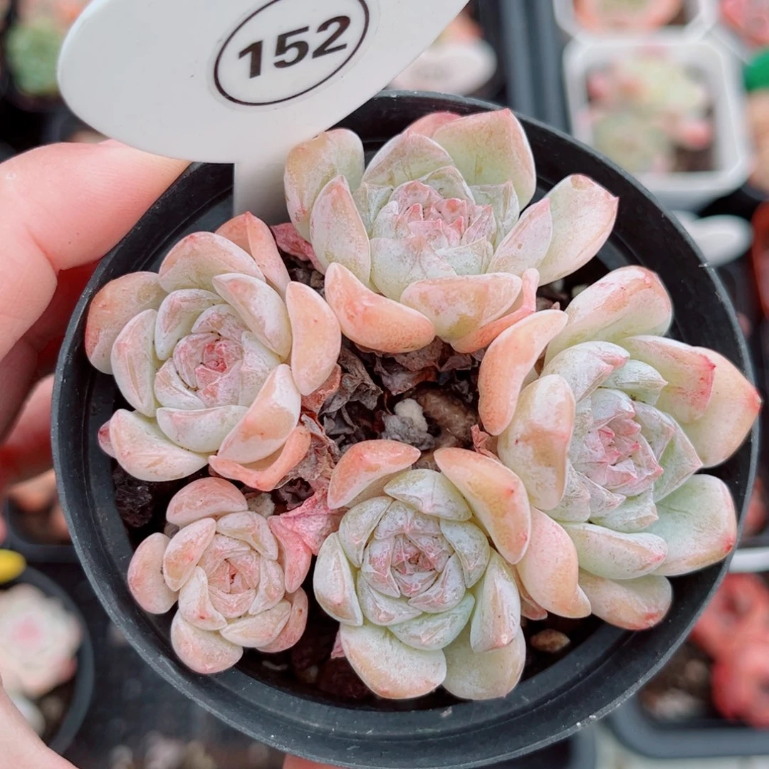 152号老桩玉凝群5头