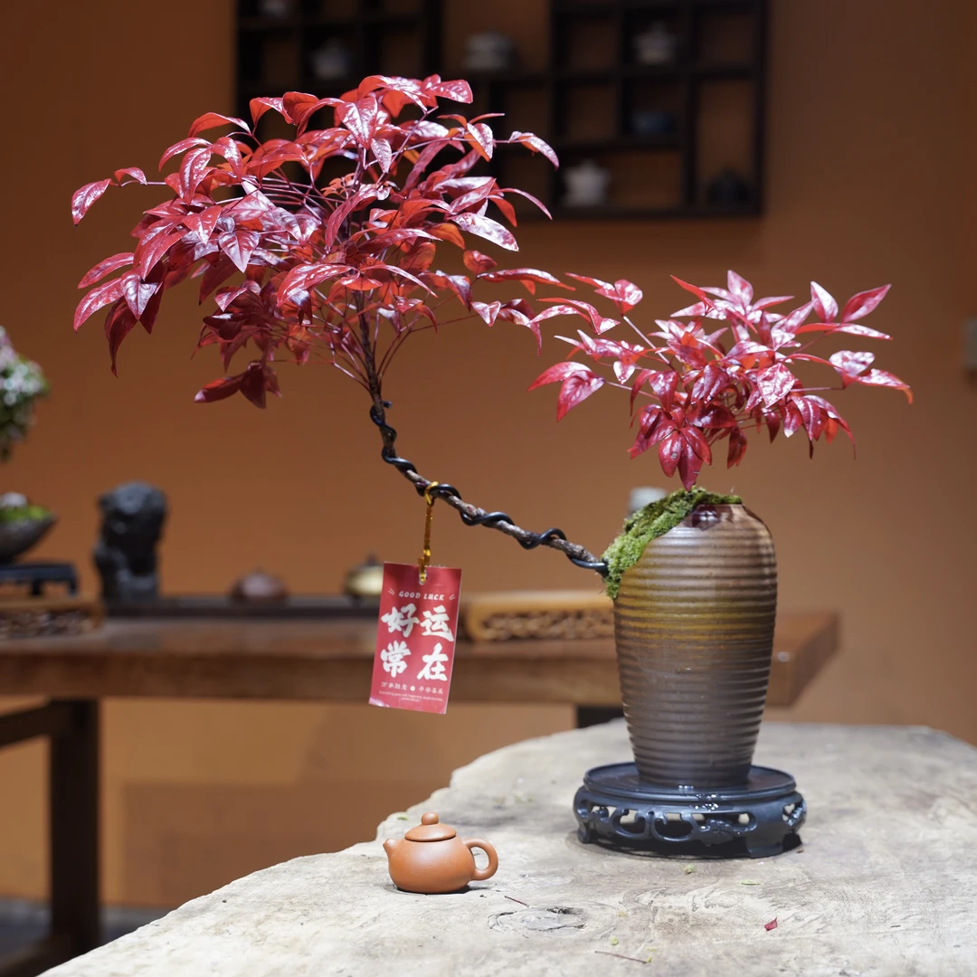 【鸿运当头】火焰南天竹盆景茶室室内高档植物组合盆栽庭院造景中式