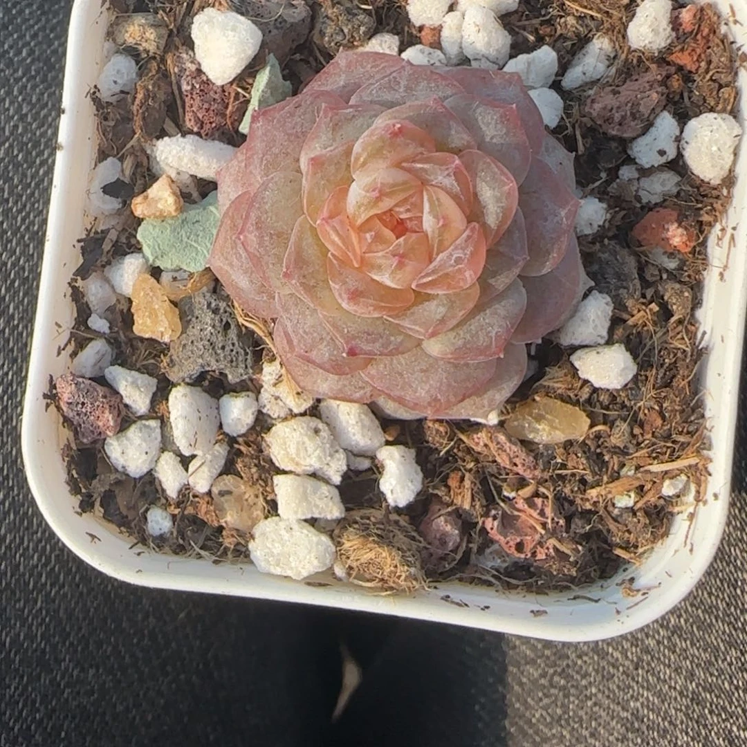 多肉小卡拉米糖心一物一拍