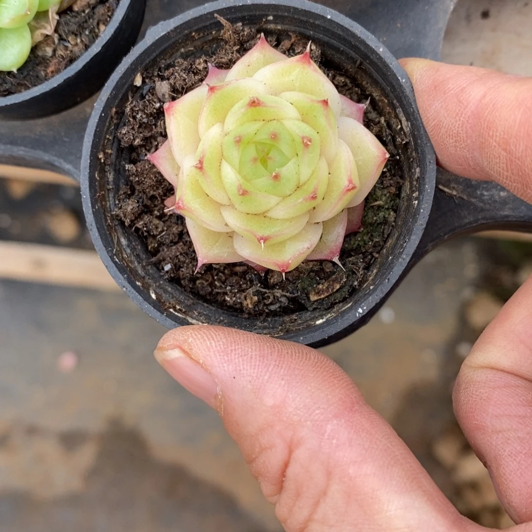 精品多肉一物一拍不包整123