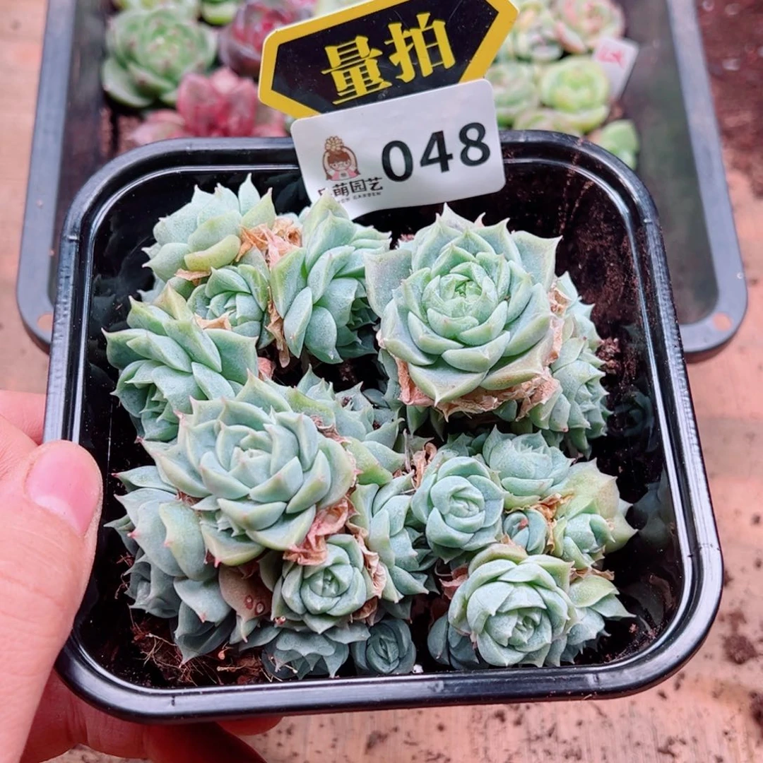 多肉植物多肉植物