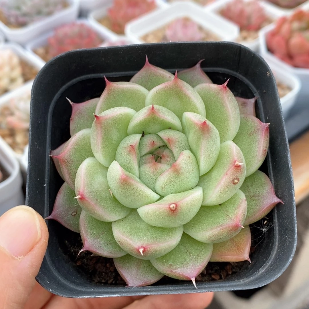 精品多肉一物一拍81