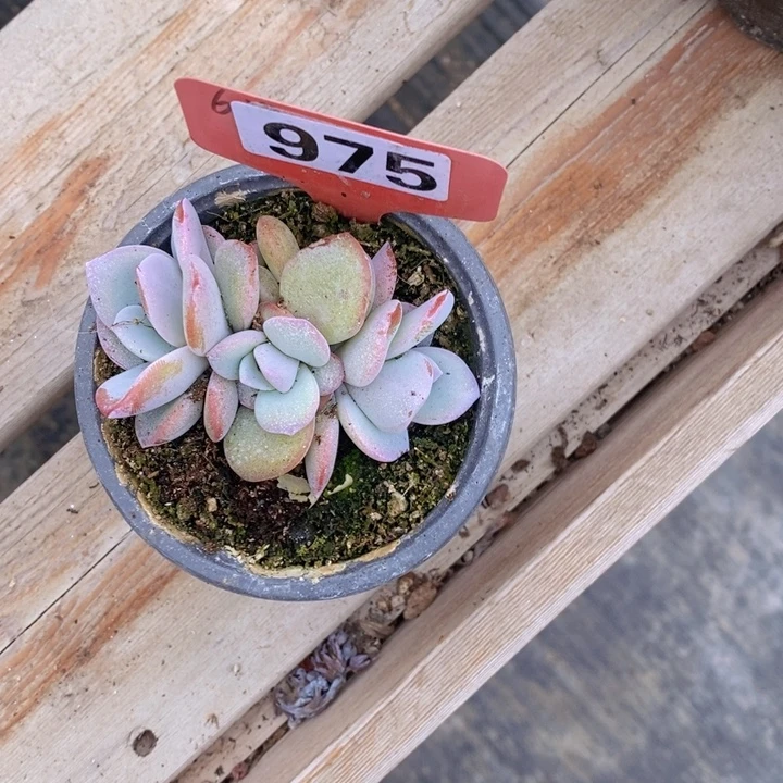 ****安975号奶茶一颗11111