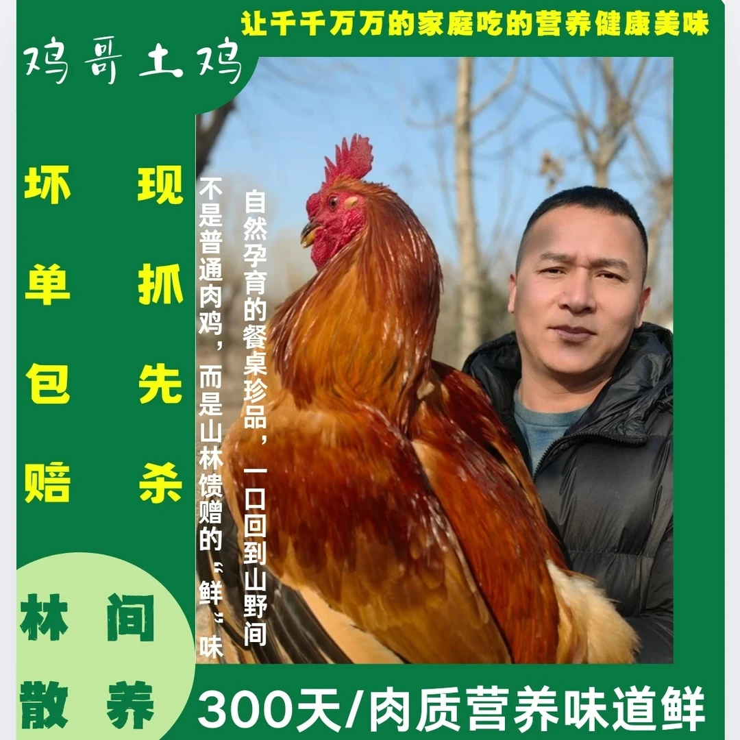 鸡哥林地散养土公鸡，散养300天肉质紧实鲜美，“下单现杀，冷链直达”