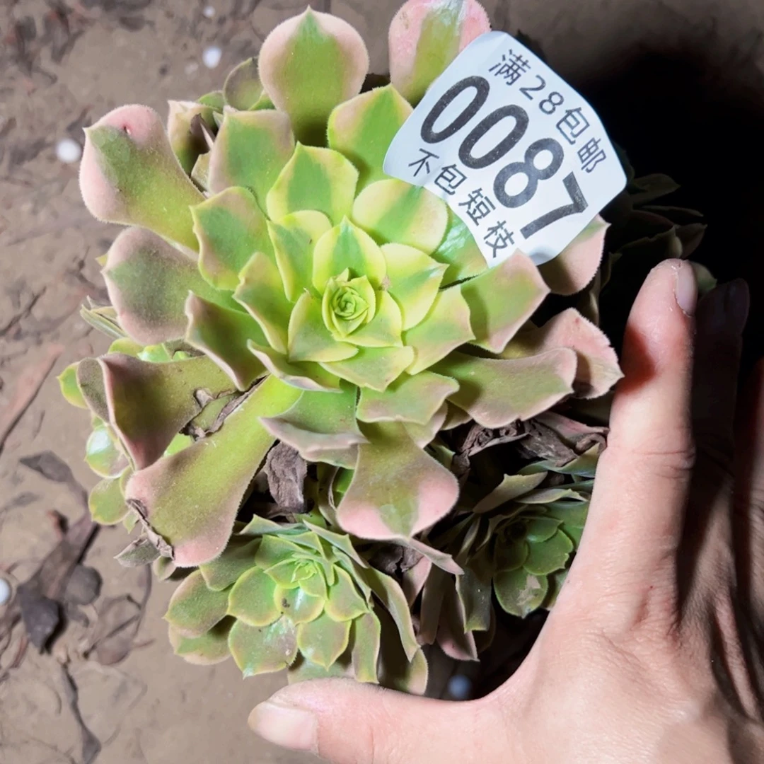 香妃多肉植物0087