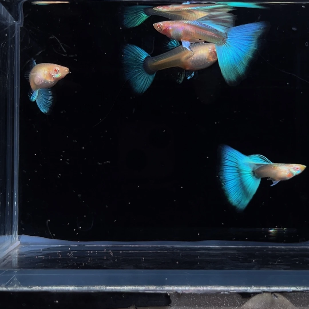 孔雀鱼赛级蓝白2对