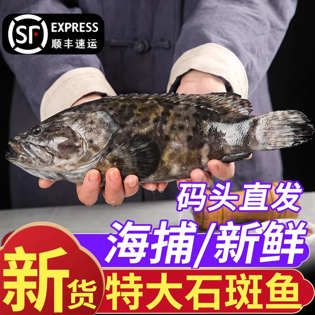 新鲜石斑鱼鲜活冷冻深海捕捞龙趸龙胆鱼块龙胆石斑鱼块龙胆石斑鱼