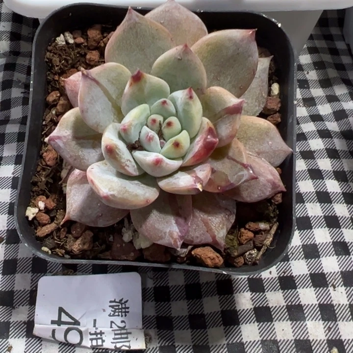 粉蓝鸟石化锦多肉植物1839