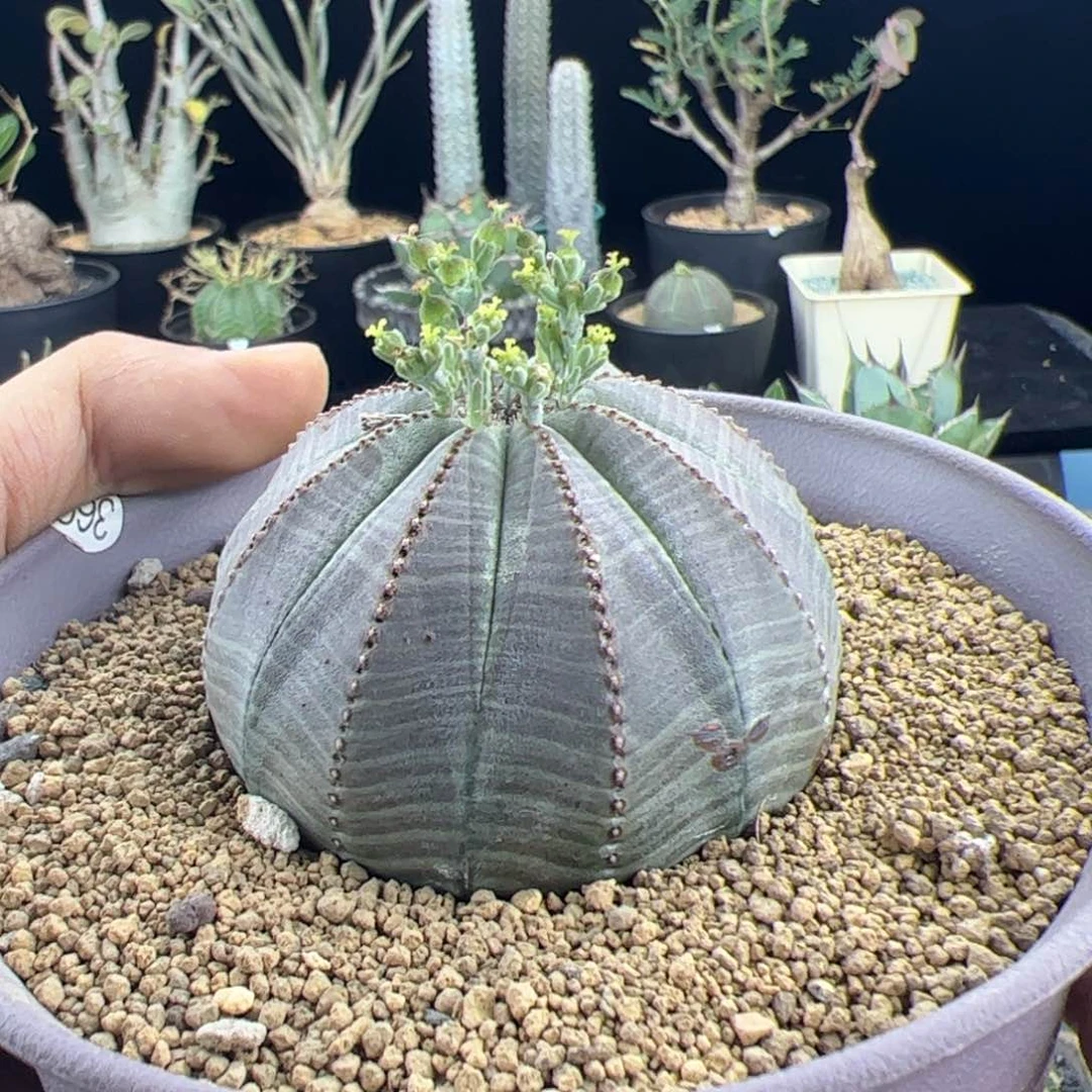 欧布母球6.3一物一拍默认脱土发