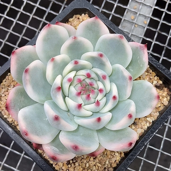 吉娃娃锦多肉植物