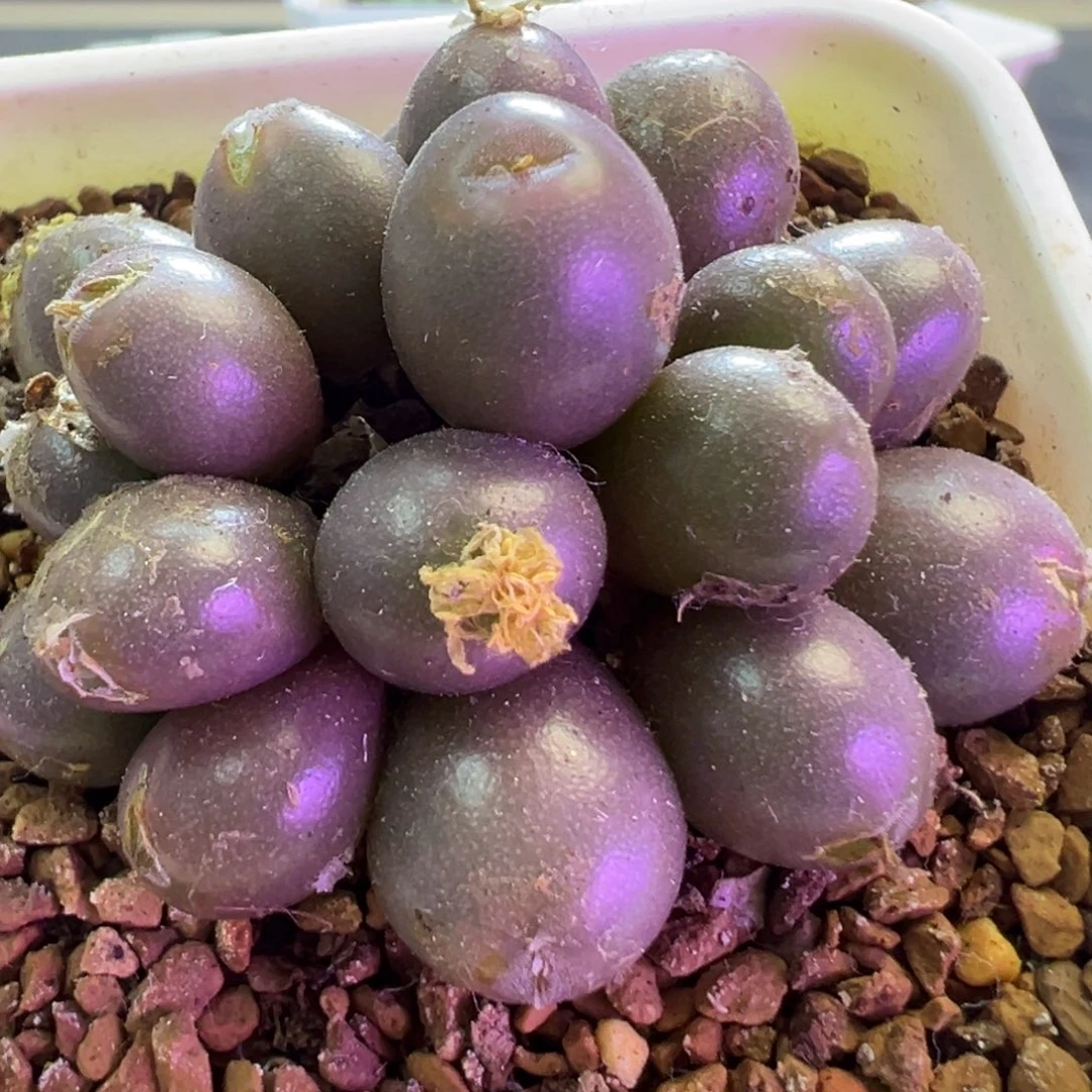 紫葡萄  肉锥植物