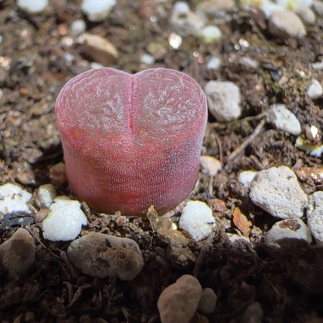 肉锥多肉植物组合-泰坦峡谷99