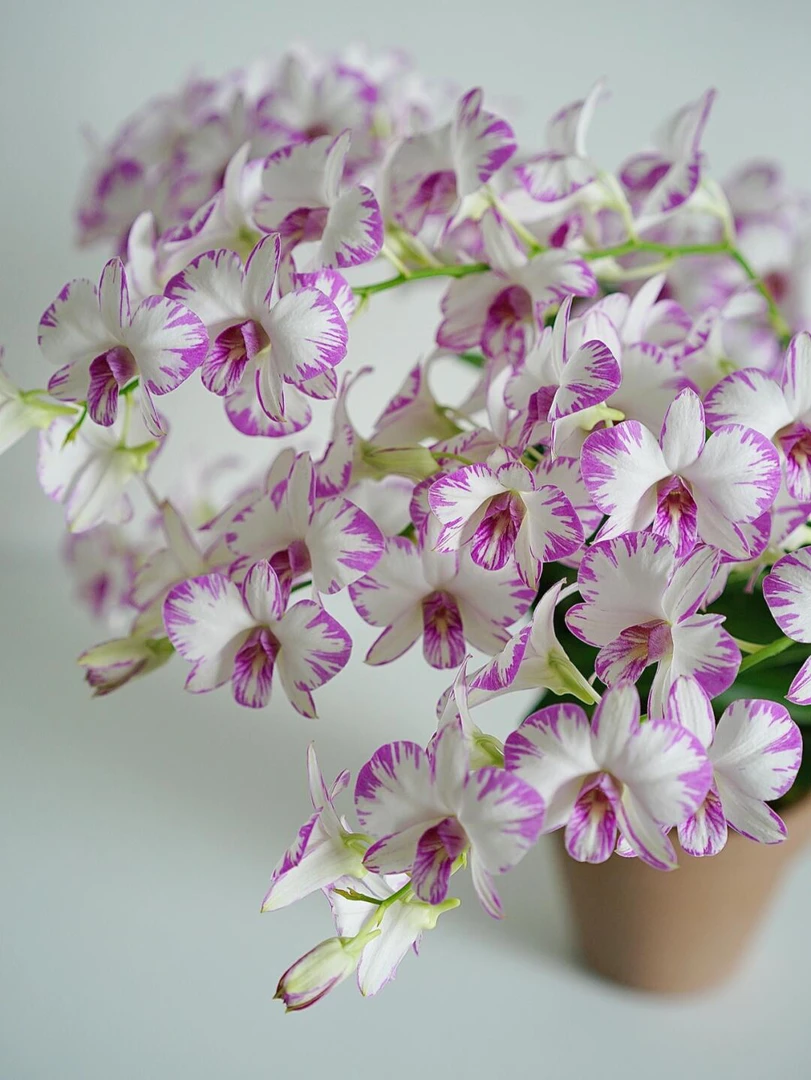 白泼墨（拼盘高种）石斛兰盆栽室内多年生石斛花阳台客厅庭院秋石斛