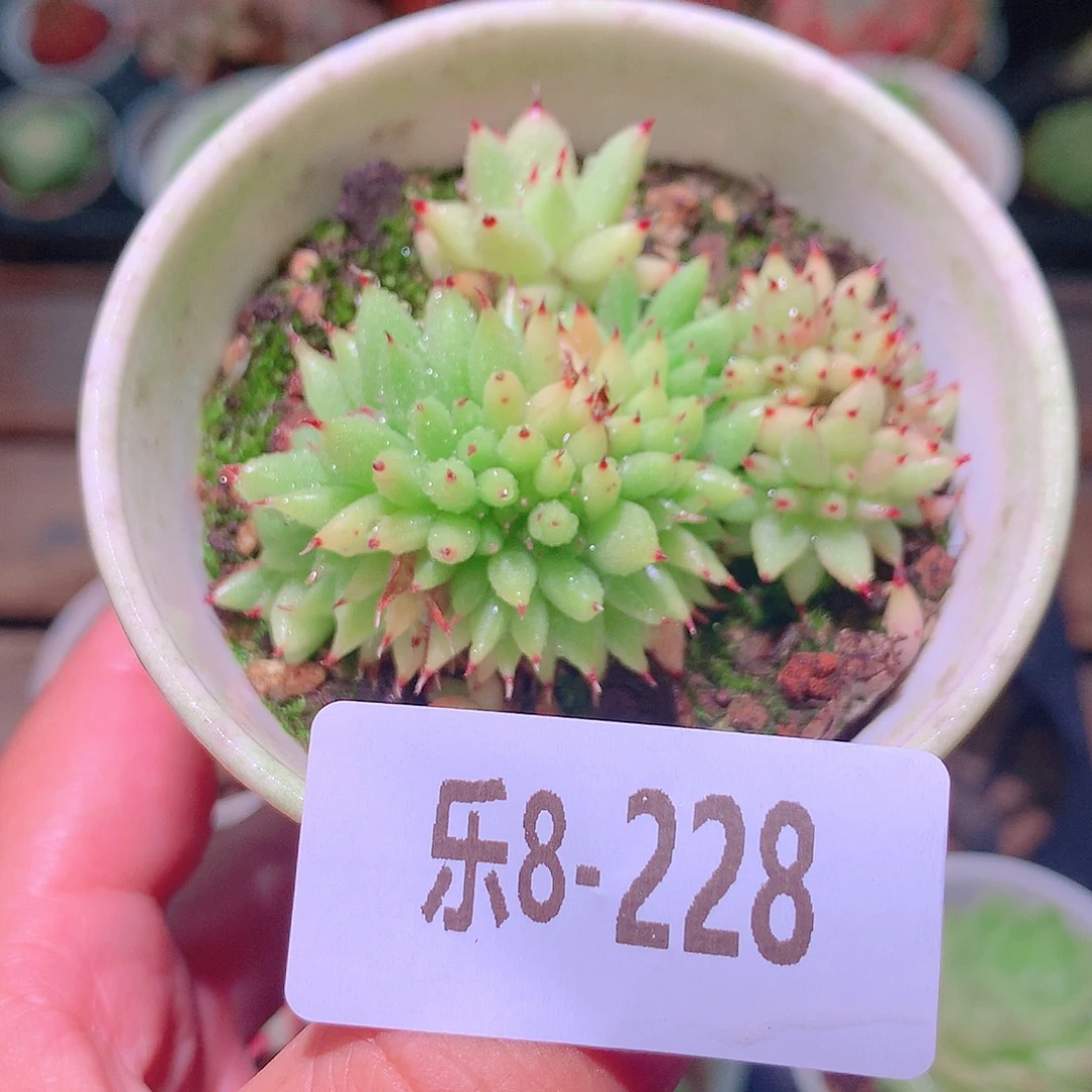 乐然8-228 虎鲸缀化