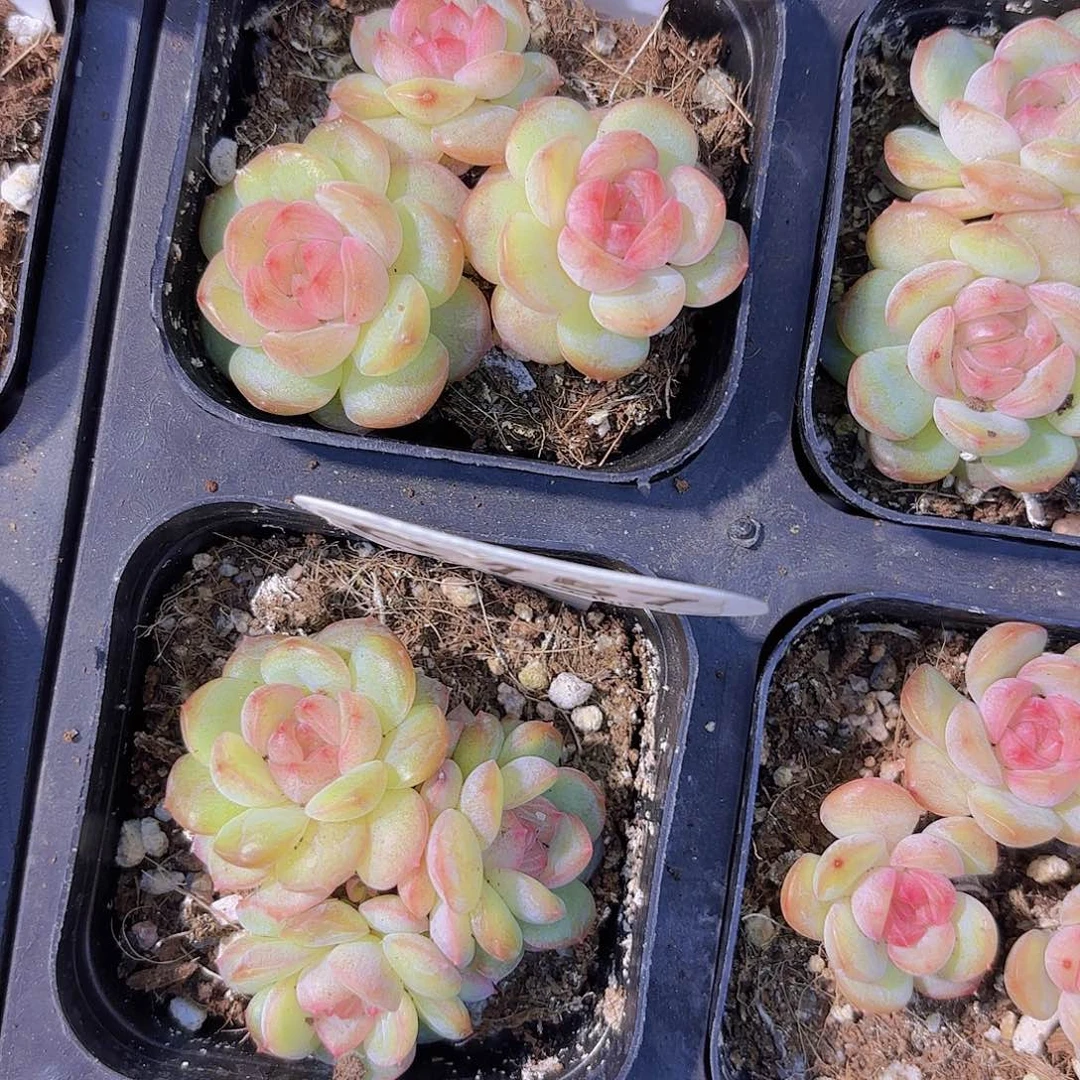 丽***学E215琴心一物一拍