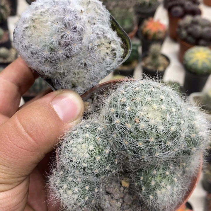 芳香丸白星2颗孤品特价