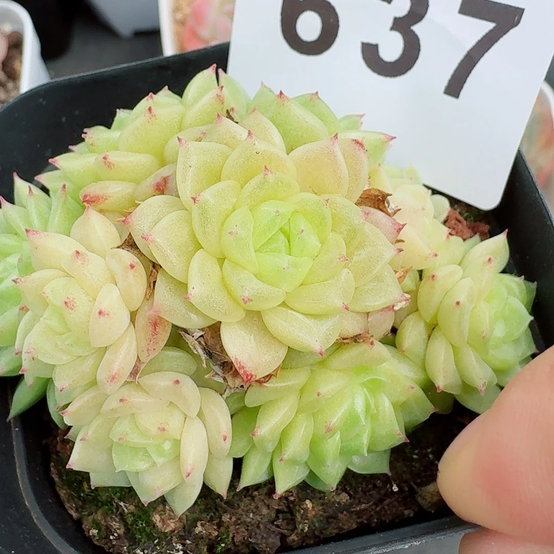 麦秆群生            精美多肉植物