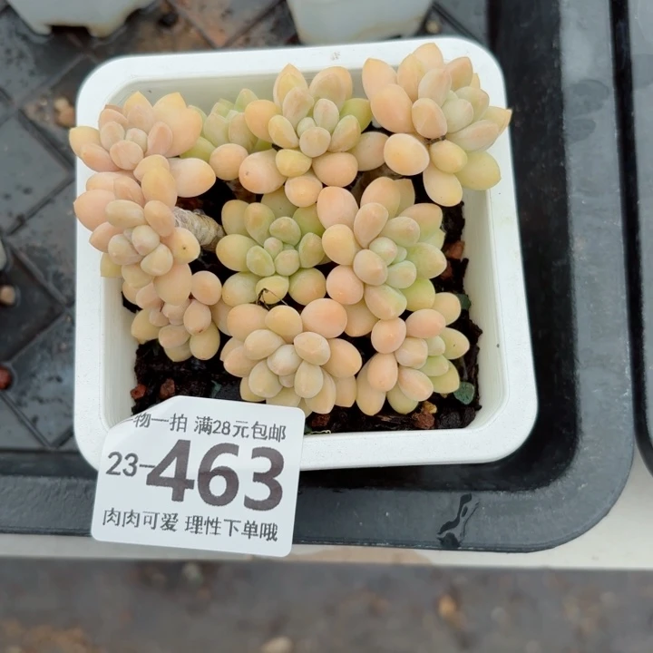 奶酪蛋糕无盆土发货无盆