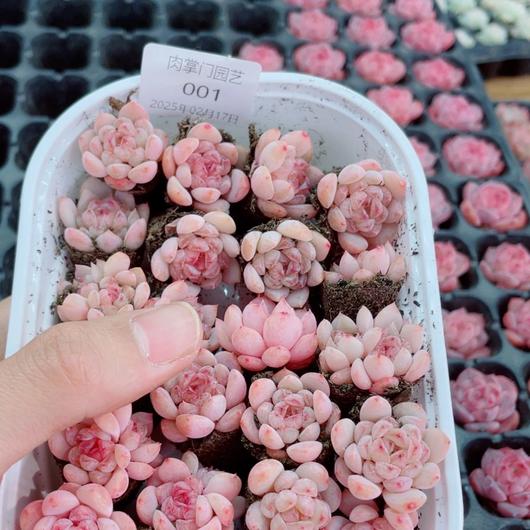 开心快乐幸福001