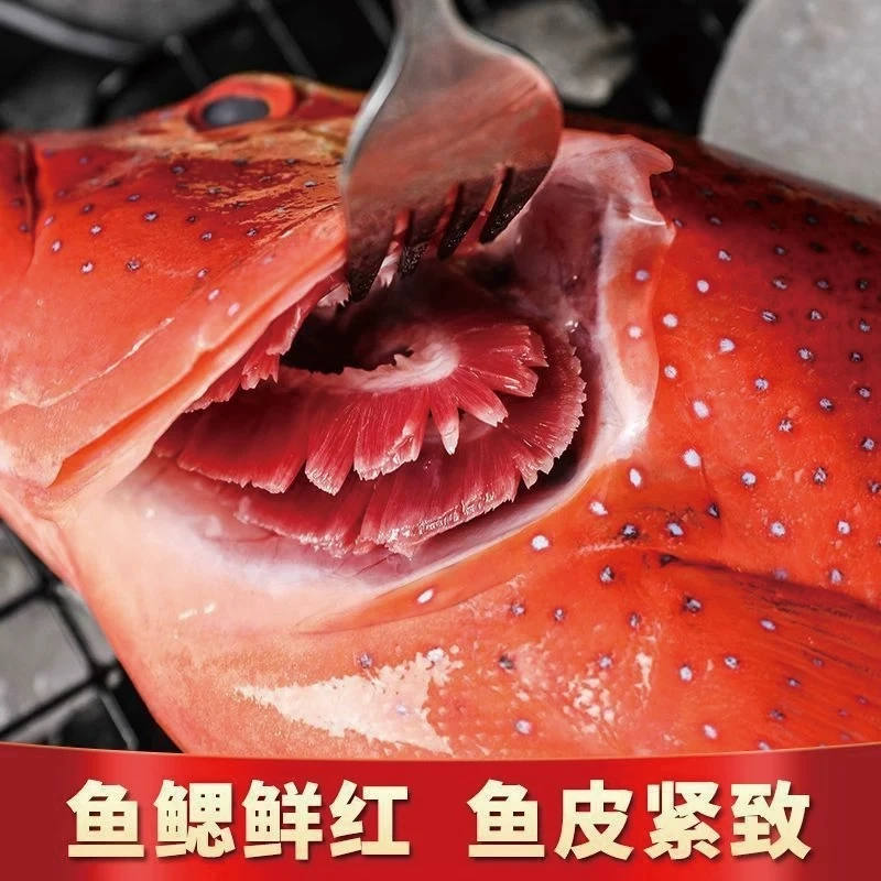 【莫小鱼东星斑现称】精品深海放养东星斑