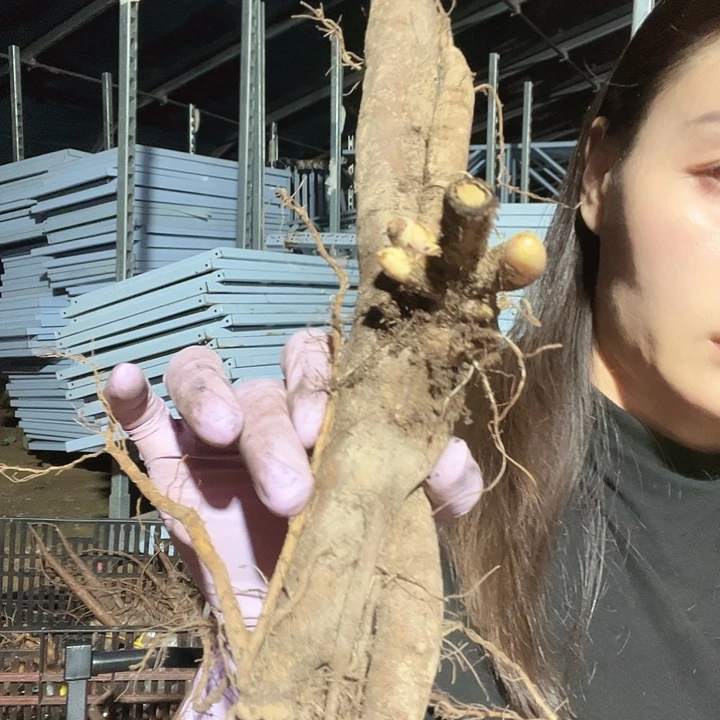 当前无花栽培后可以开花珊瑚魔法