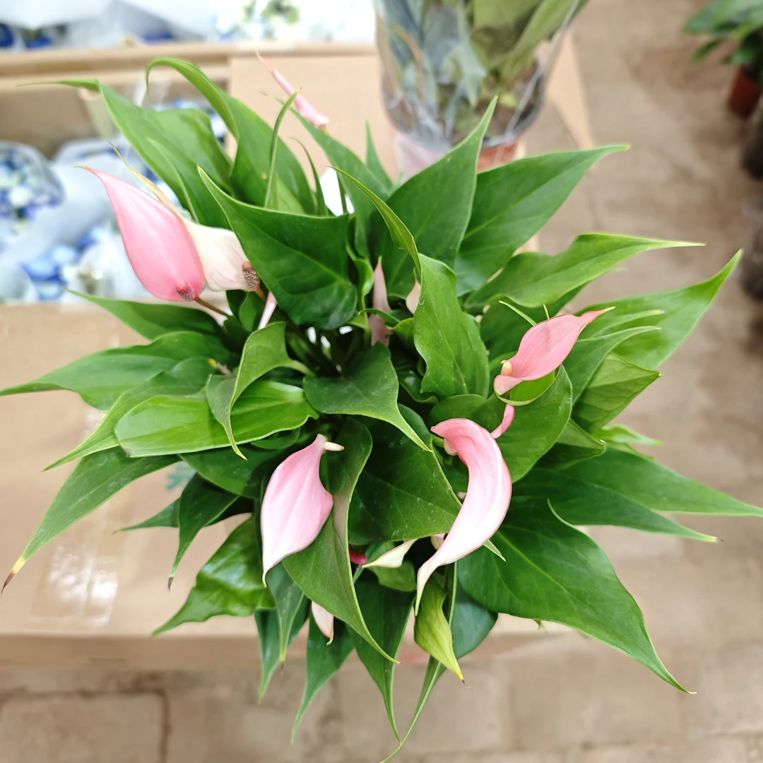 莉莉  室内开花植物喜阴