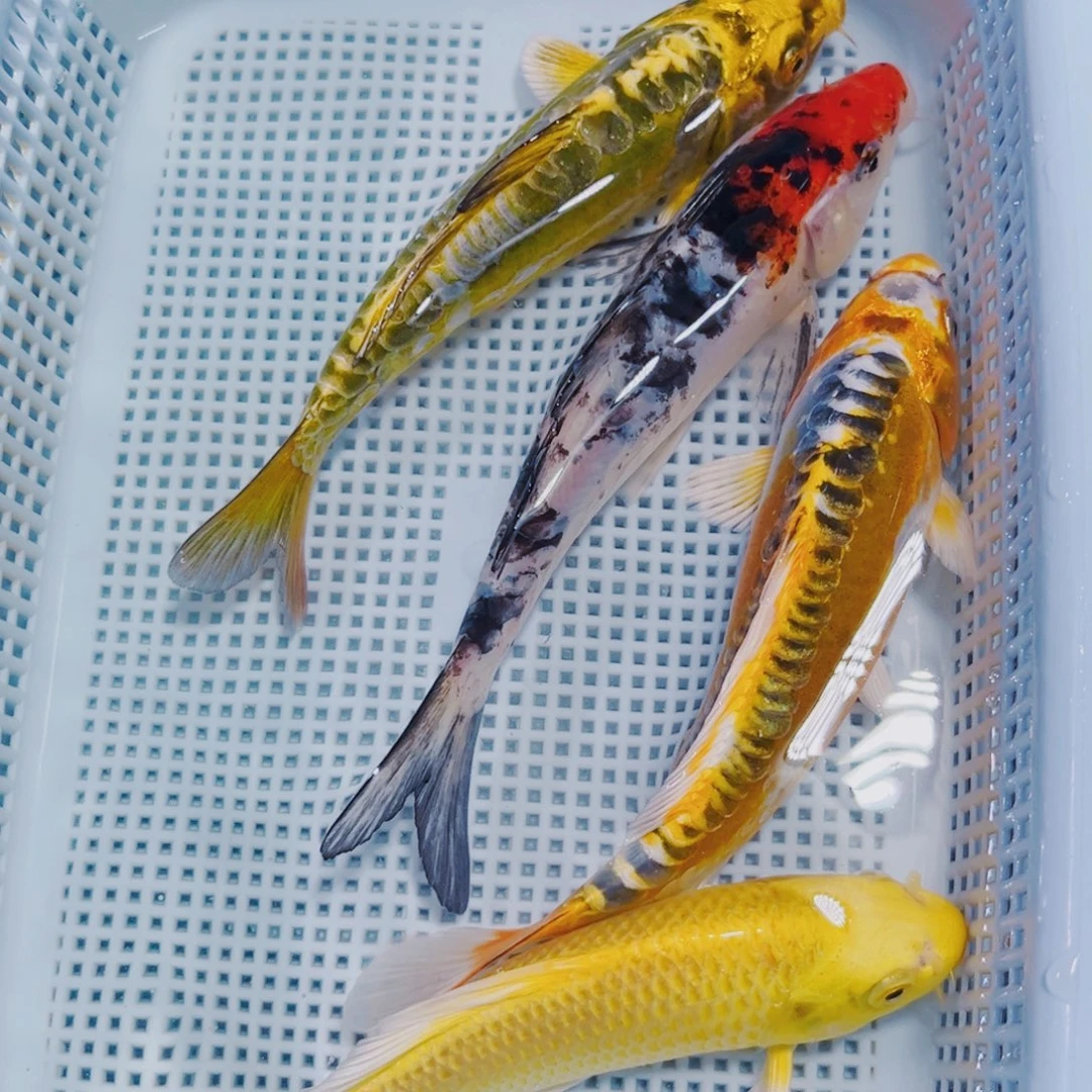 海水鱼锦鲤冷水125