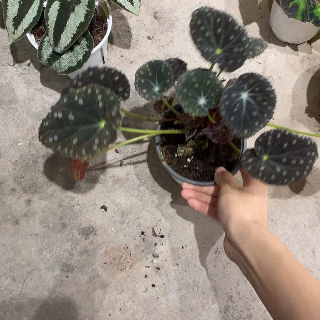 无花朵老桩圆叶星空
