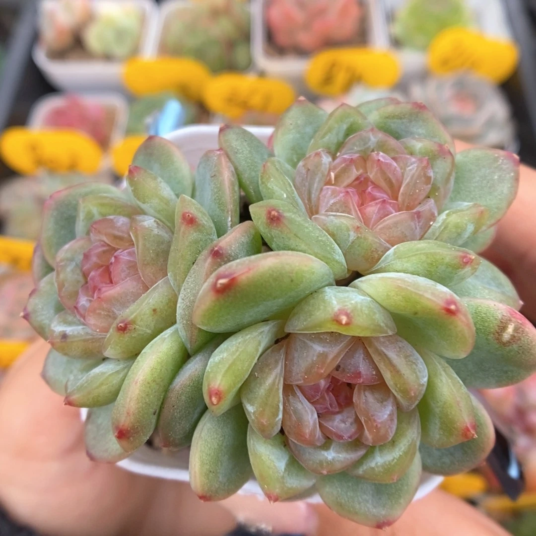 芙汐珍妮群生891号。