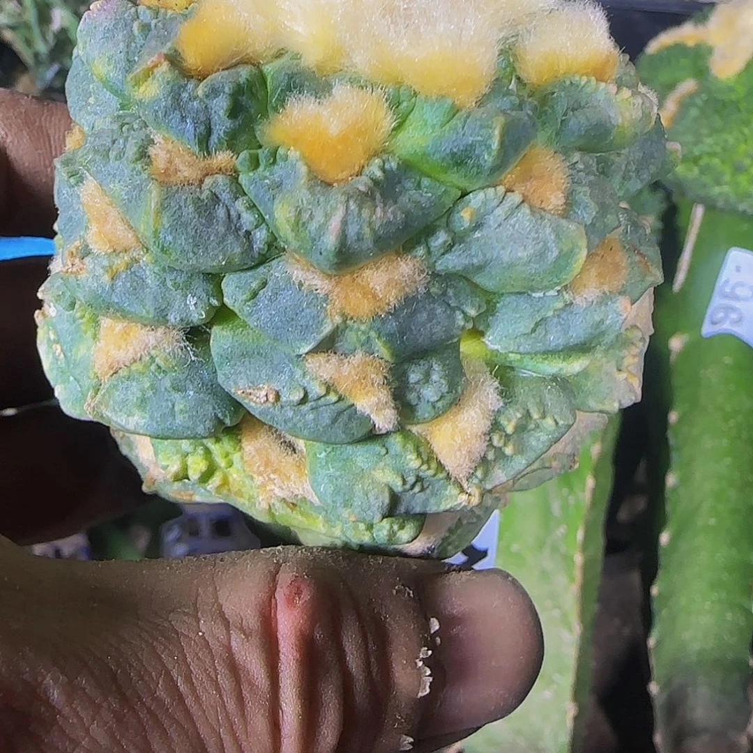 爱***秋龟甲516仙人球开花