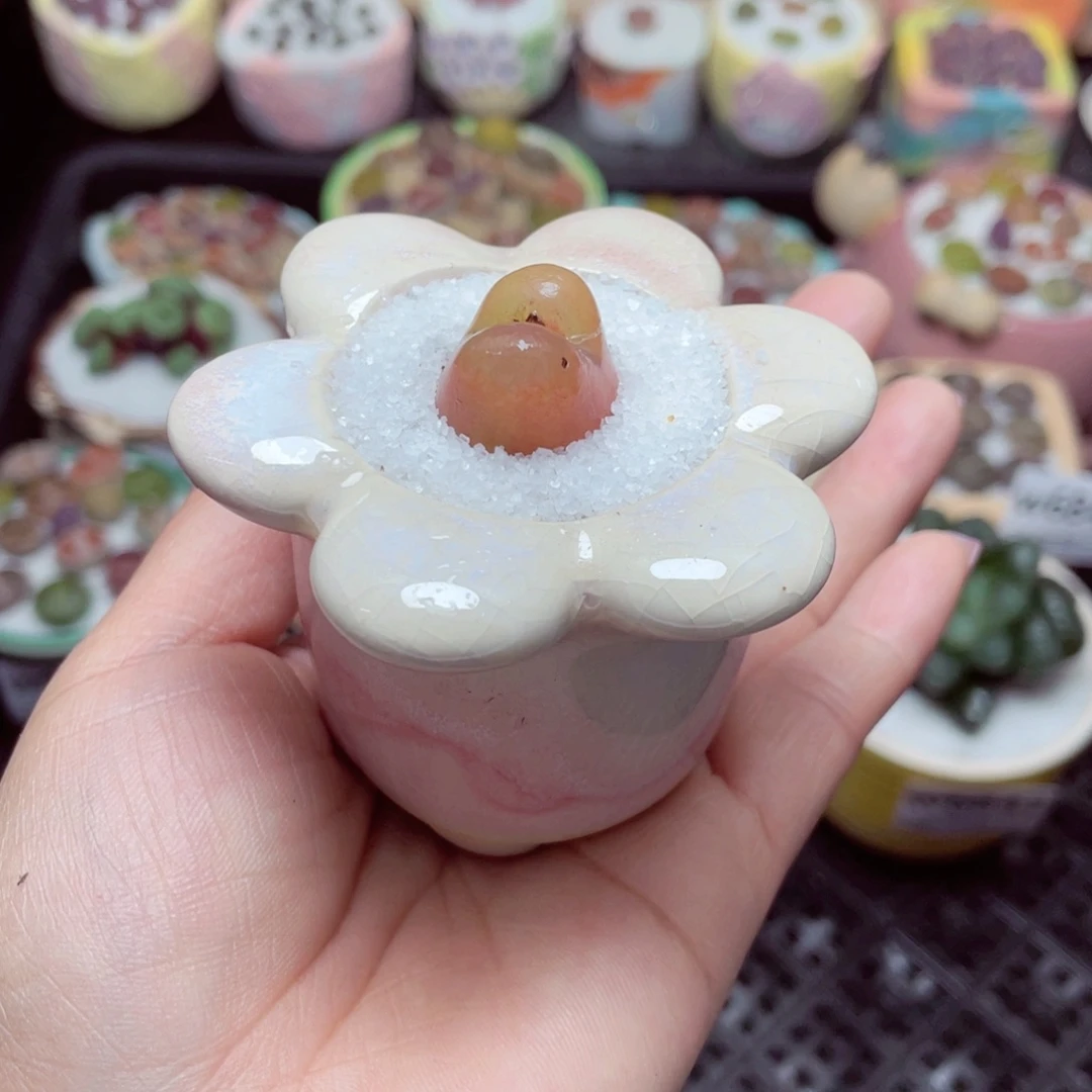 w6848 -零下地区拍保温箱-15支持寄养