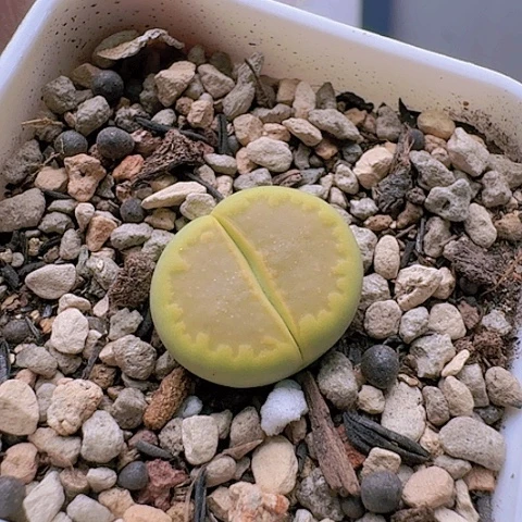 2009黄巴黎全窗净窗带盆土发货