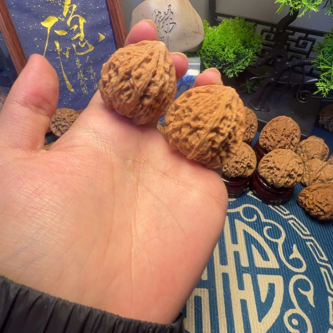 文山两楞核桃37尺寸