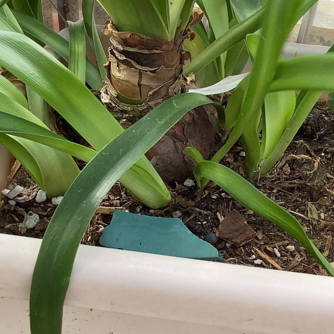 S孤挺花园 秋意浓 7+11侧