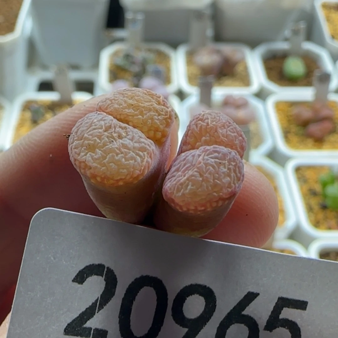 【闪购商品】ღ**ღ20965 疤