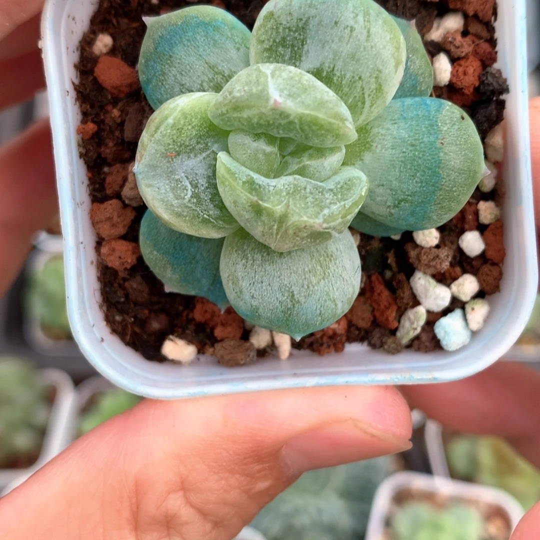 宽叶珍妮石化。  4号