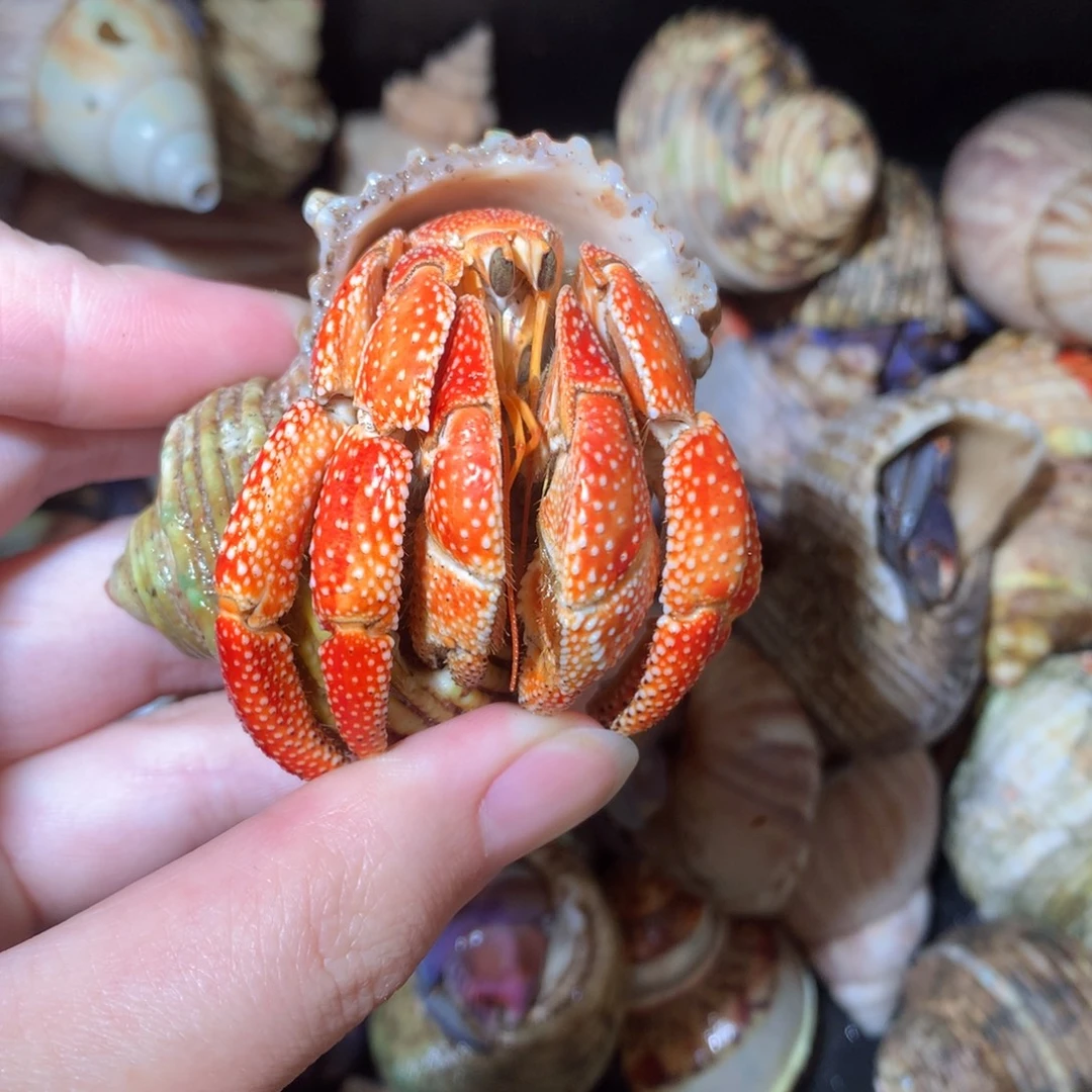 2.9毛球全品不退不换