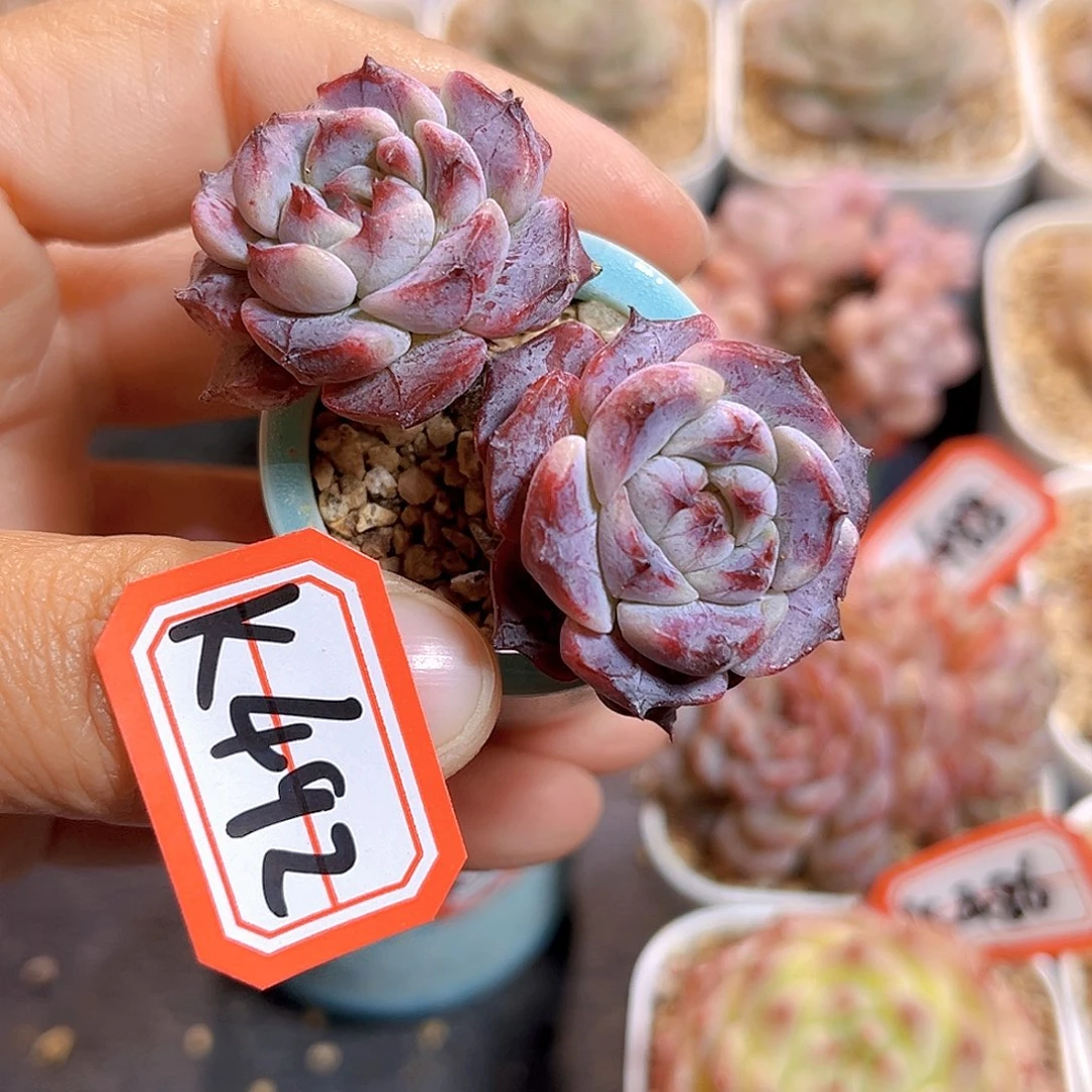 刘***音K492 沙罗姬石化 满18包邮