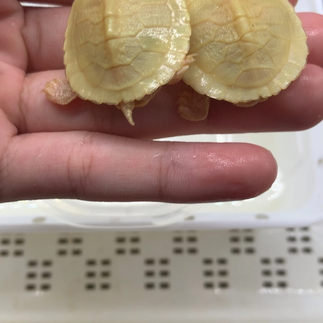 不分公母巴西彩龟