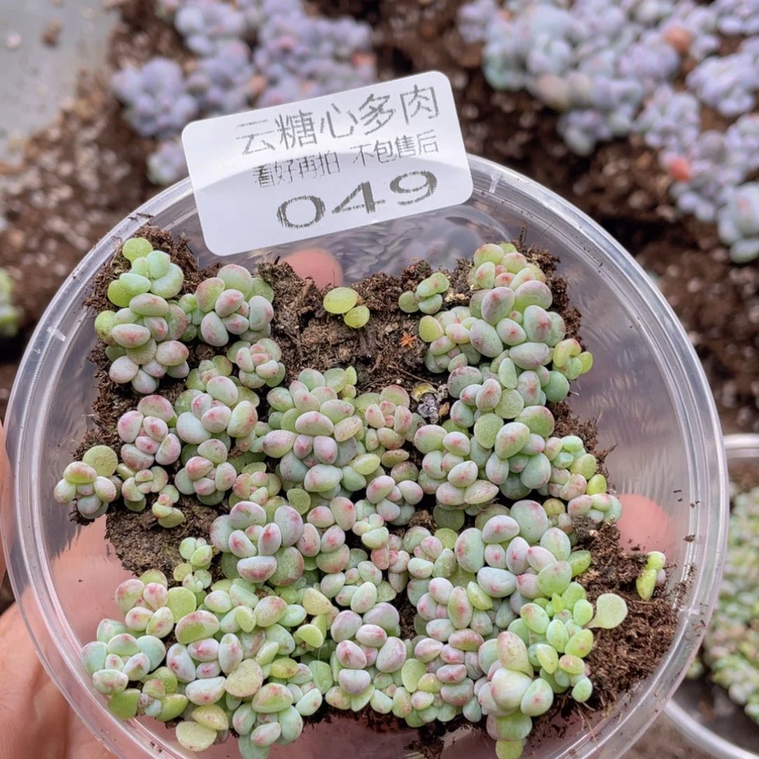 云糖心多肉植物49