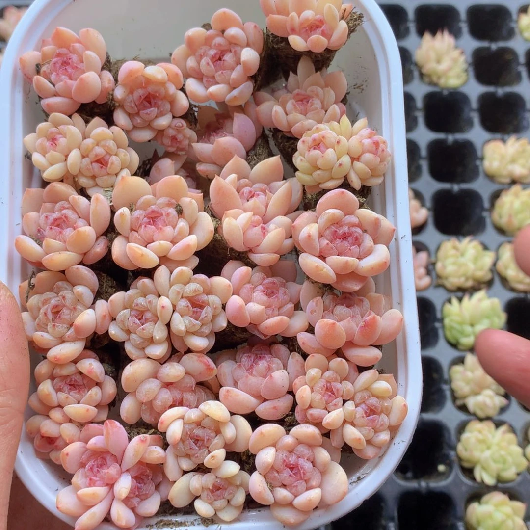 反反复复还是很开心的007