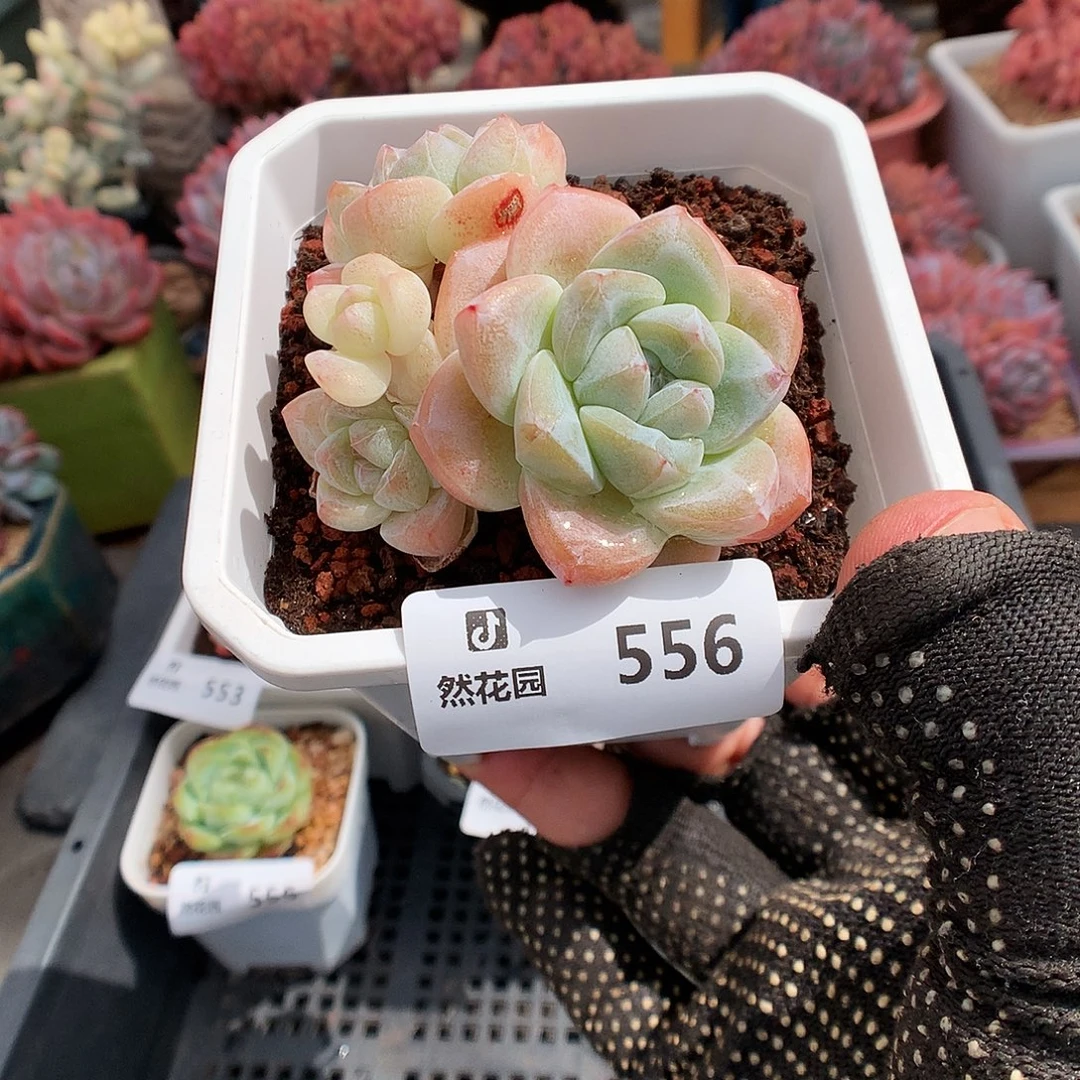 556冰玉多肉植物6666